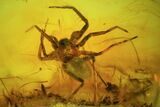 Fossil Spider (Aranea) In Baltic Amber #45138-1